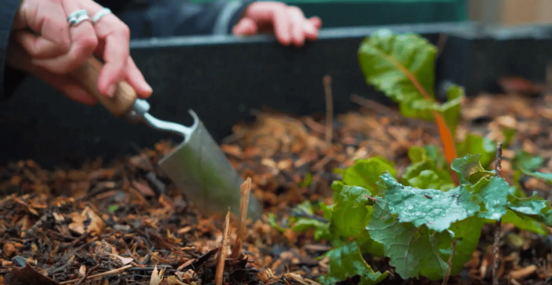 benefits of gardening for seniors
