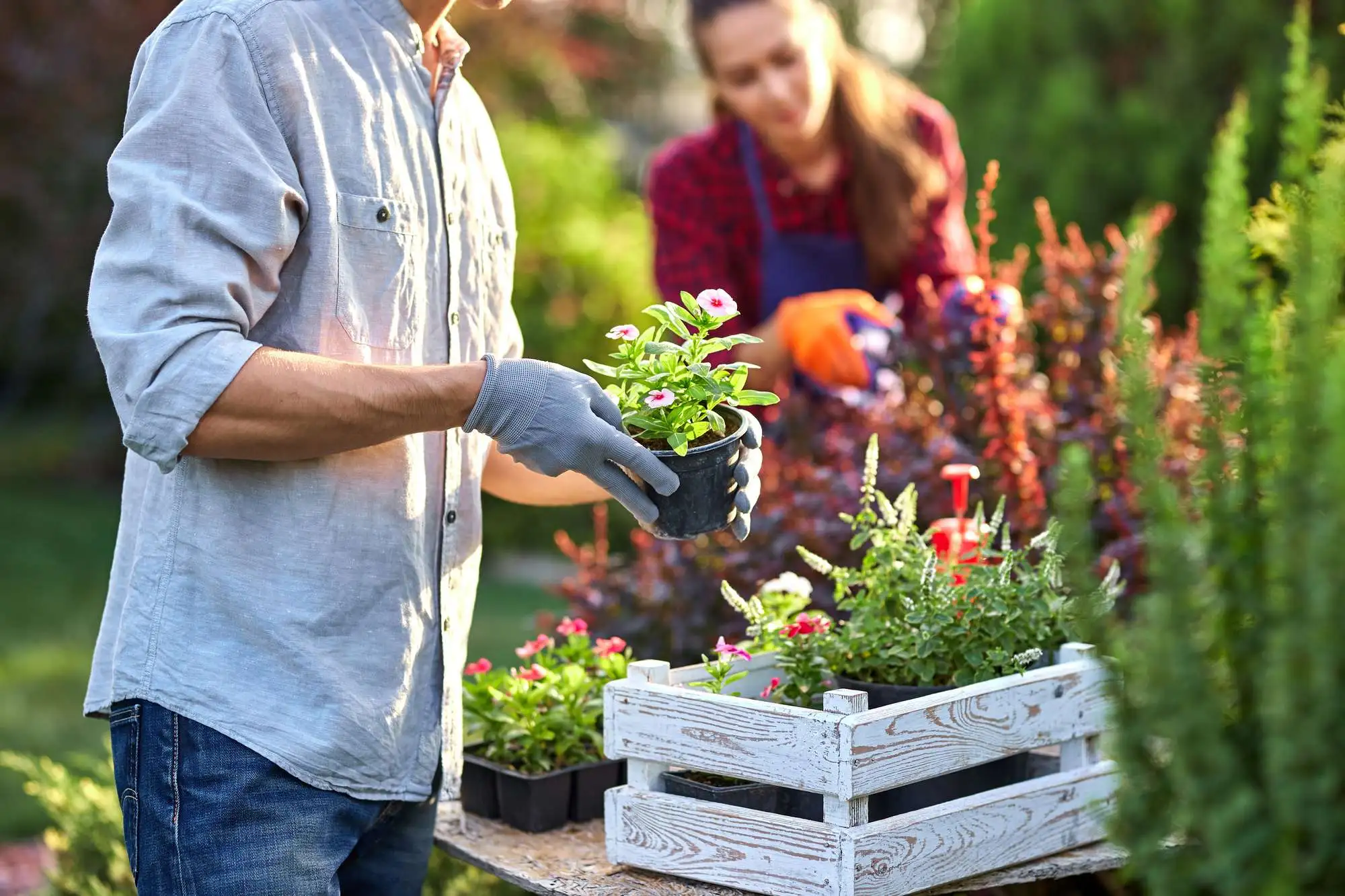 gardening tips for seniors