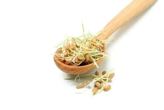 raw sprouts is one of the foods should old people not eat